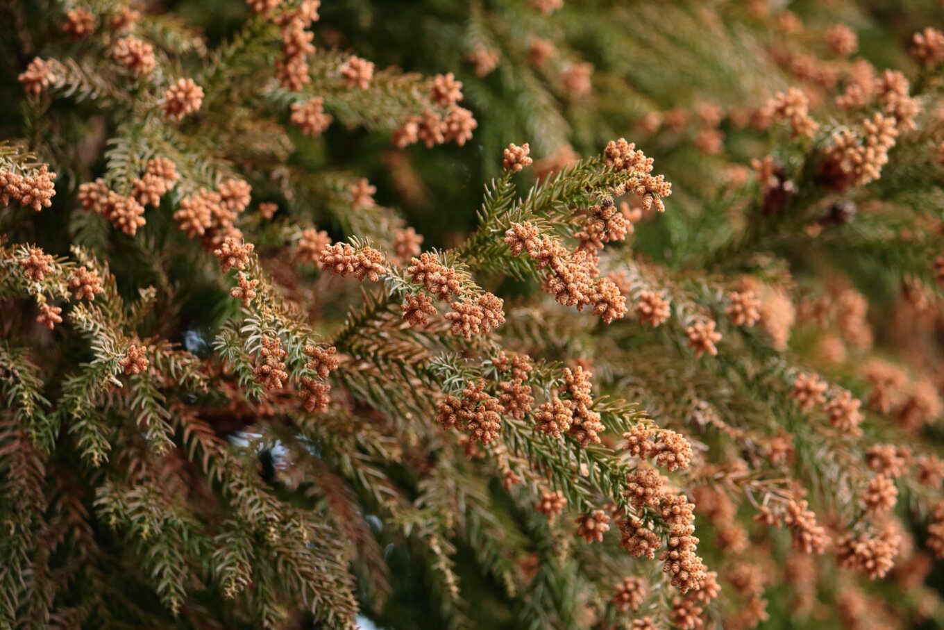 エアコンで花粉症対策ができる！理由と具体的な手順を詳しく解説します